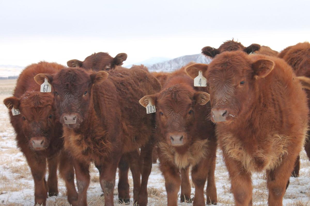 beef