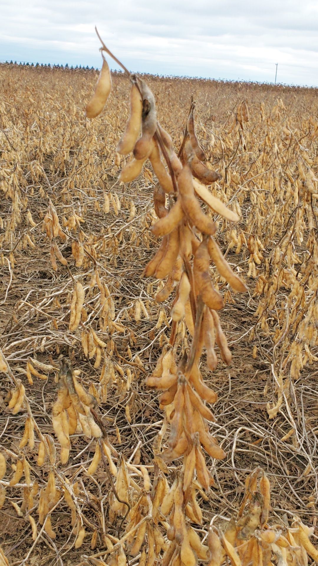 Avoid cattle overeating soybeans AgriView