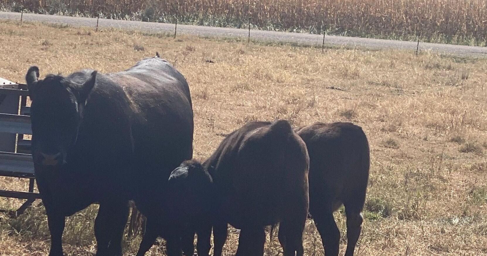A lesson on Wagyu breeding decisions - Vimarsana News