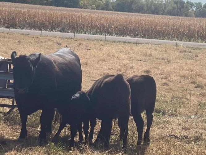 A lesson on Wagyu breeding decisions
