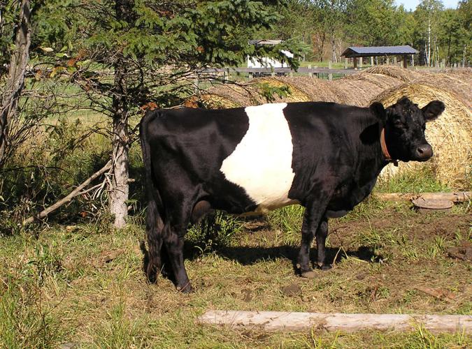 Cow