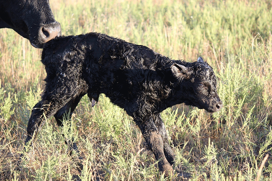 newborn calf with scours