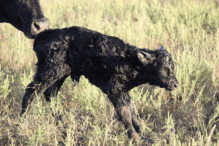 newborn calf with scours