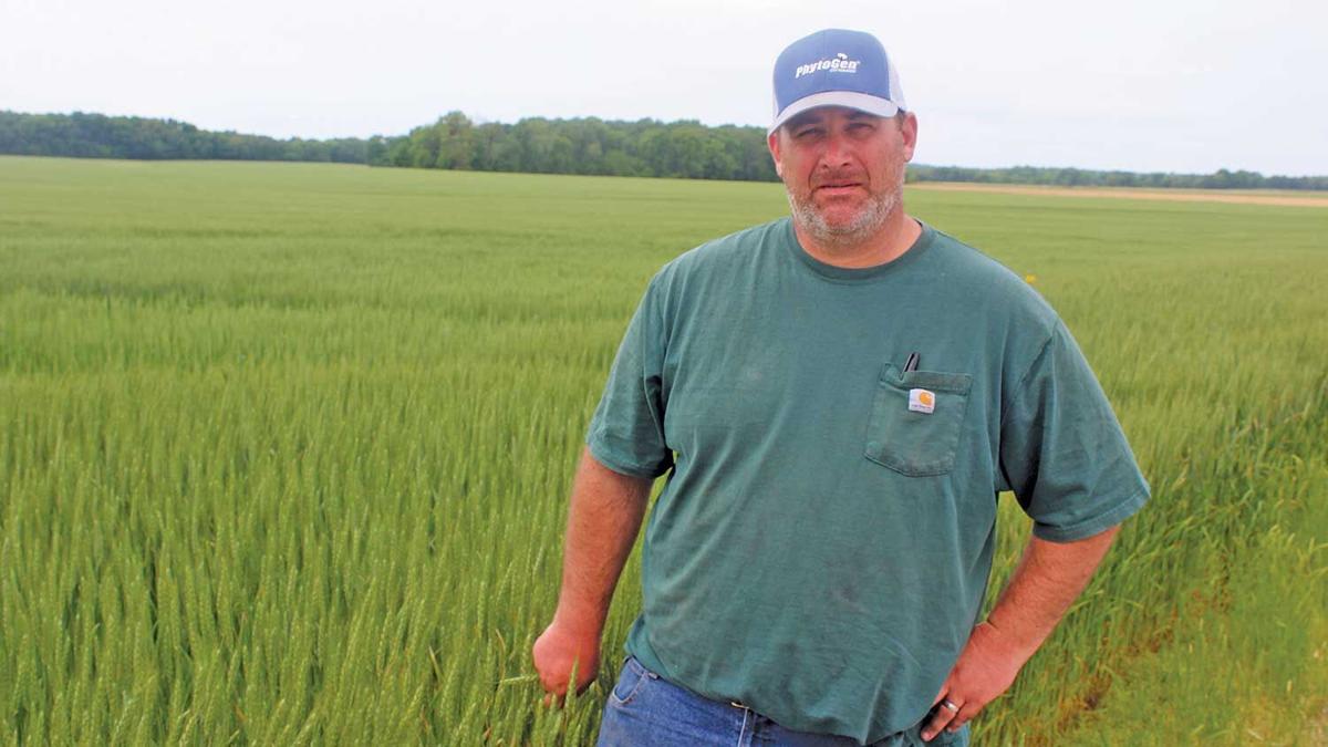 Mark Miller wheat field
