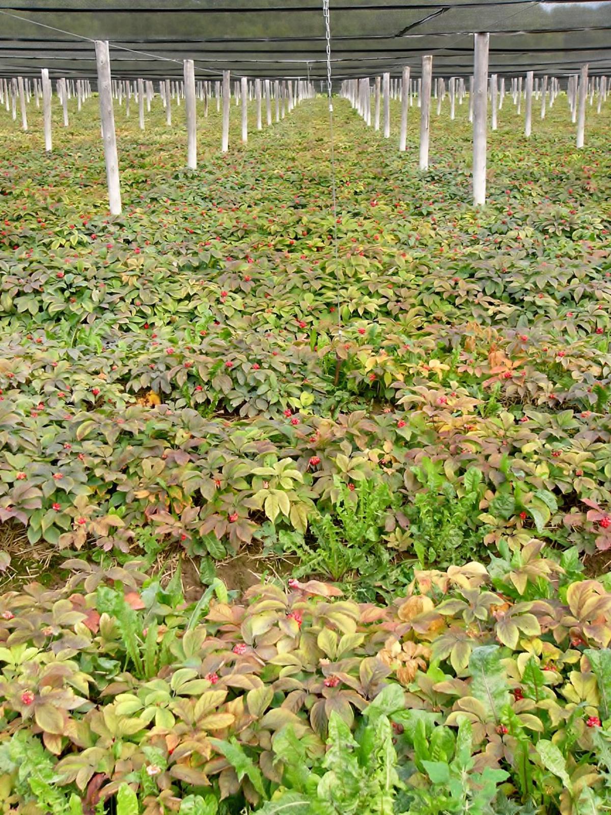 Grower says Chinese prize Wisconsin ginseng Crops