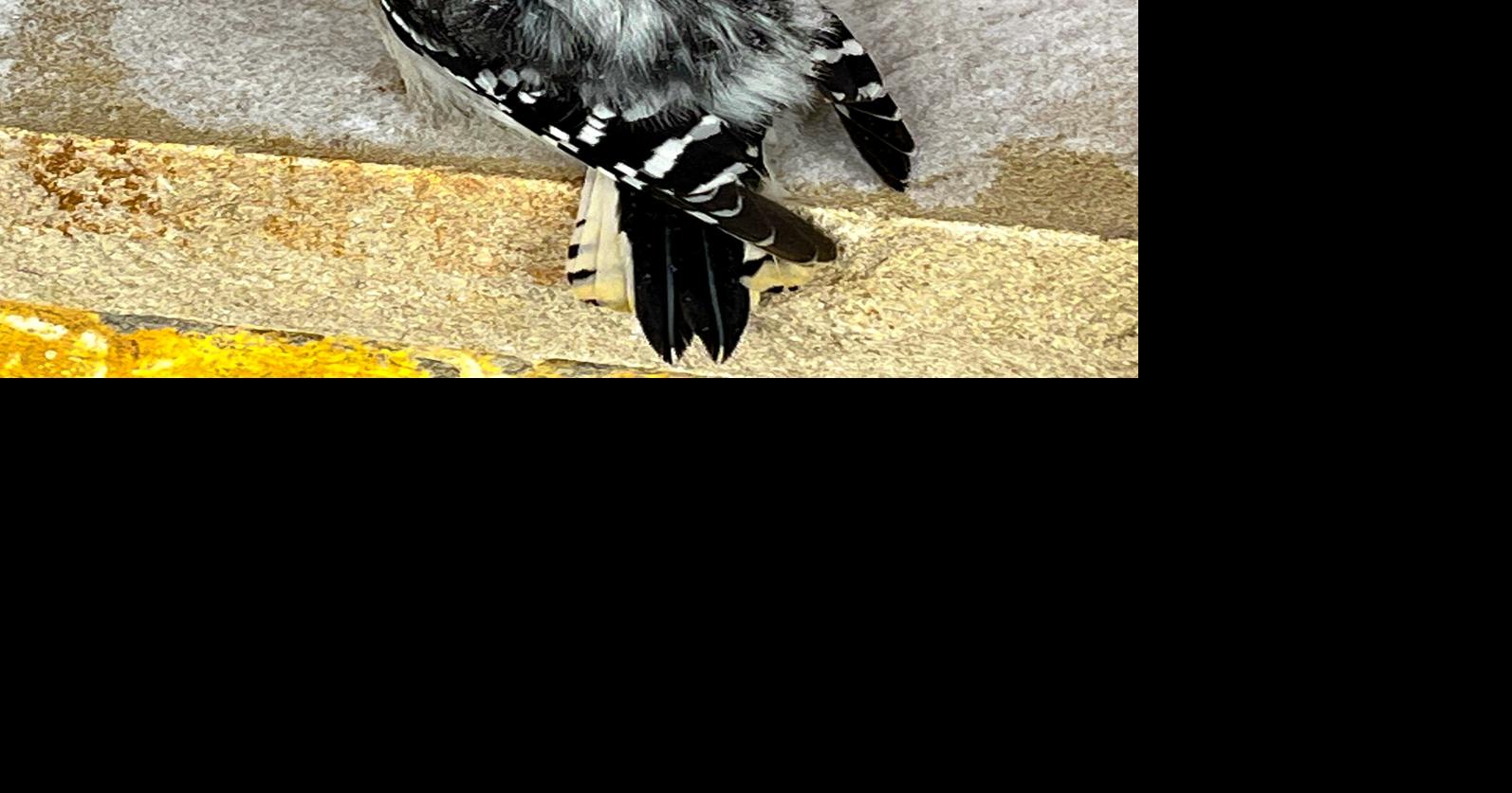 Woodpecker