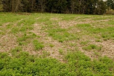 Winterkill in alfalfa field