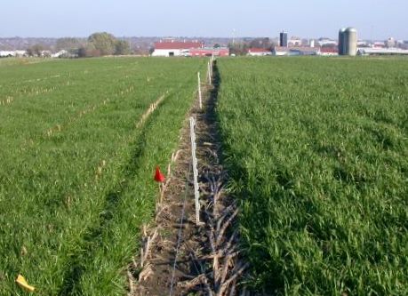 Two types of cover crops