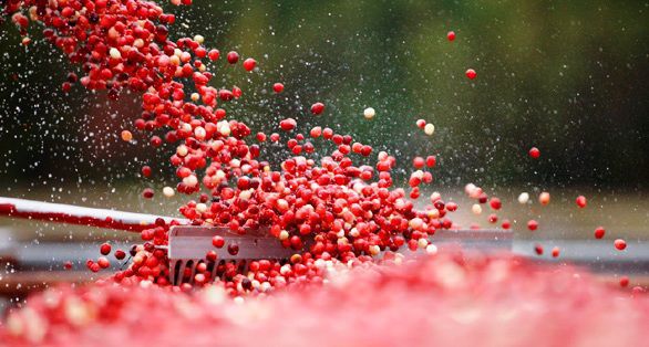 Cranberry harvest