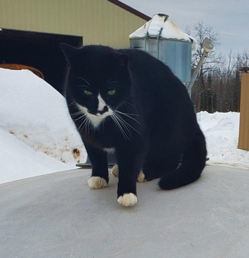 Farm Cat Corner