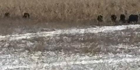 Finish strip grazing cover crops