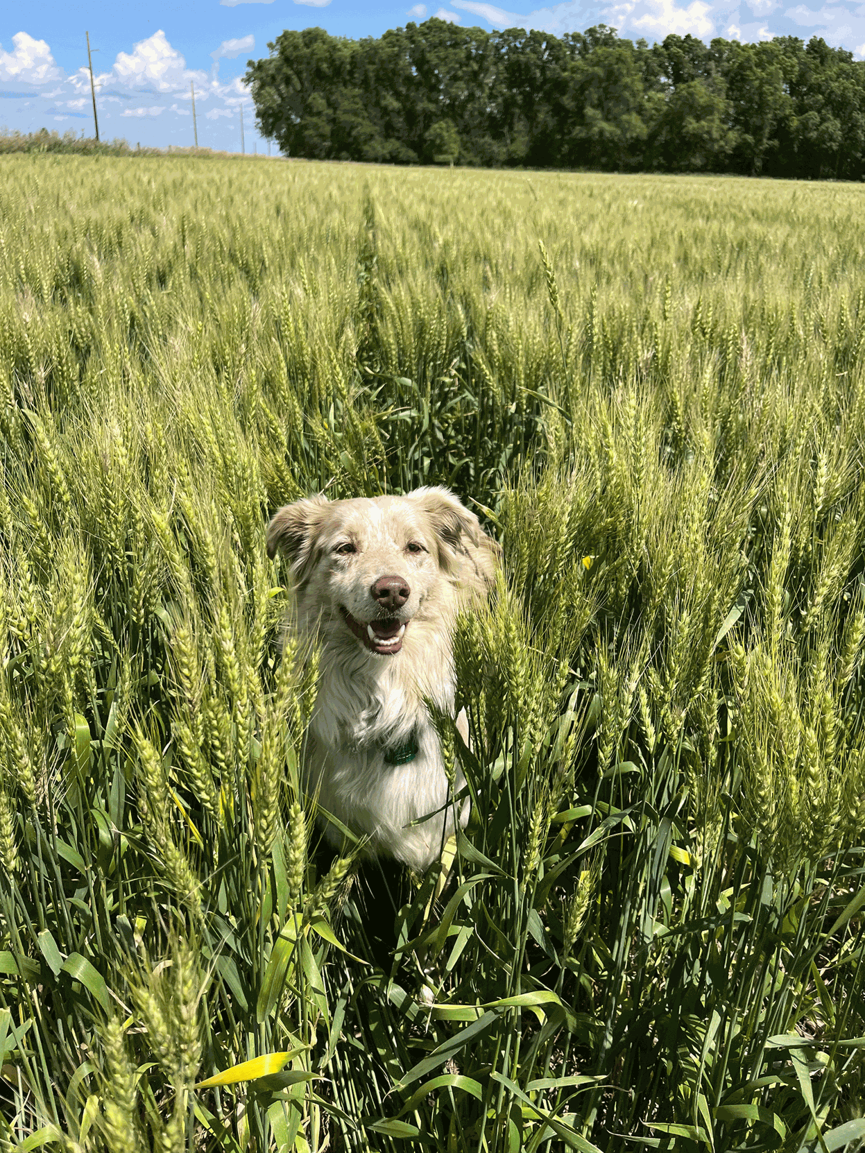 CW-Stange-(4).gif