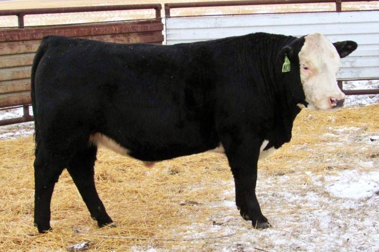 Four-breed composite bull in online sale