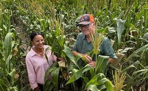 Corn hybrids headed for emergency