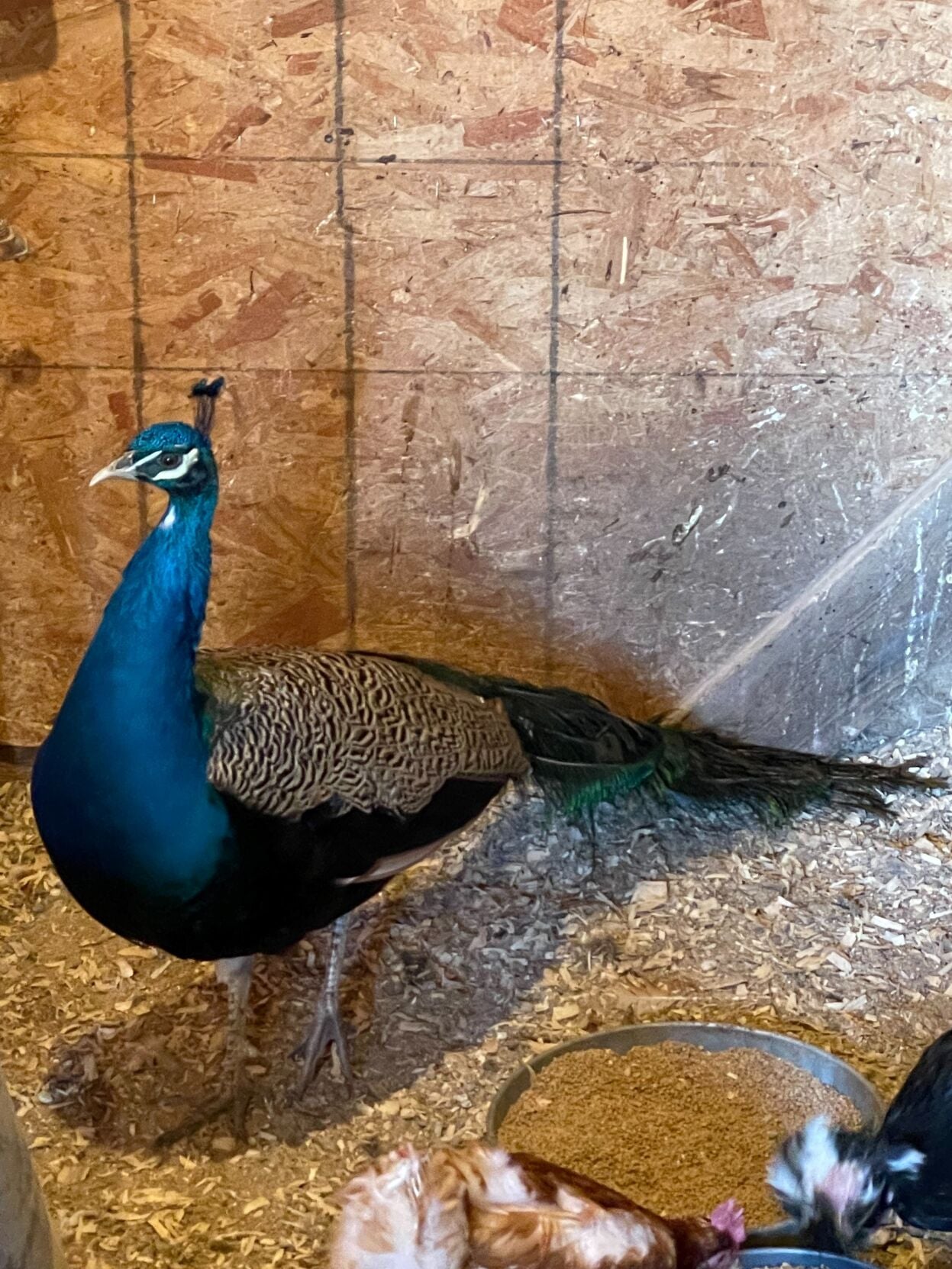 2 peacock 2 joni martin.jpg