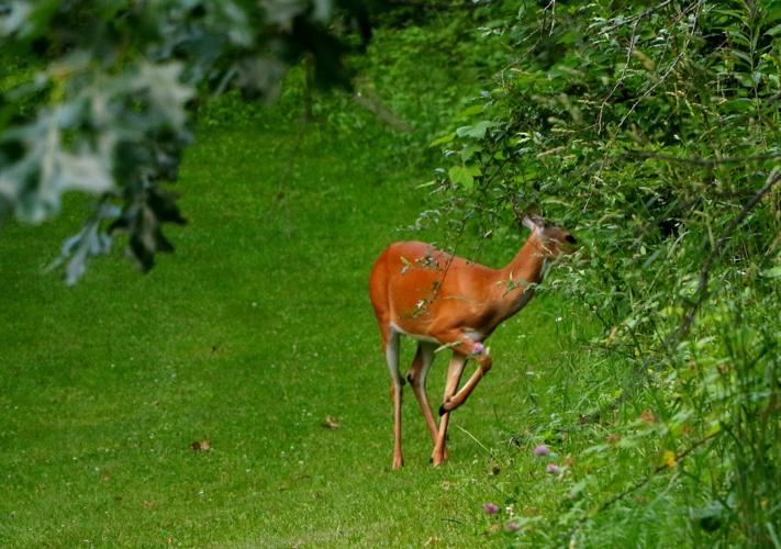 Deer