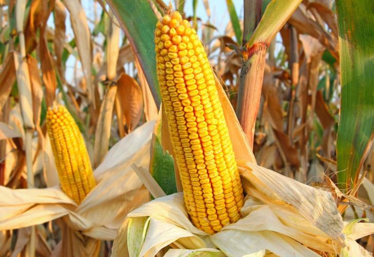 Ears of corn in field