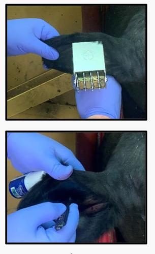 Tattooing cow ear part 2