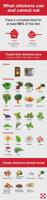 Know what chickens can, can't eat