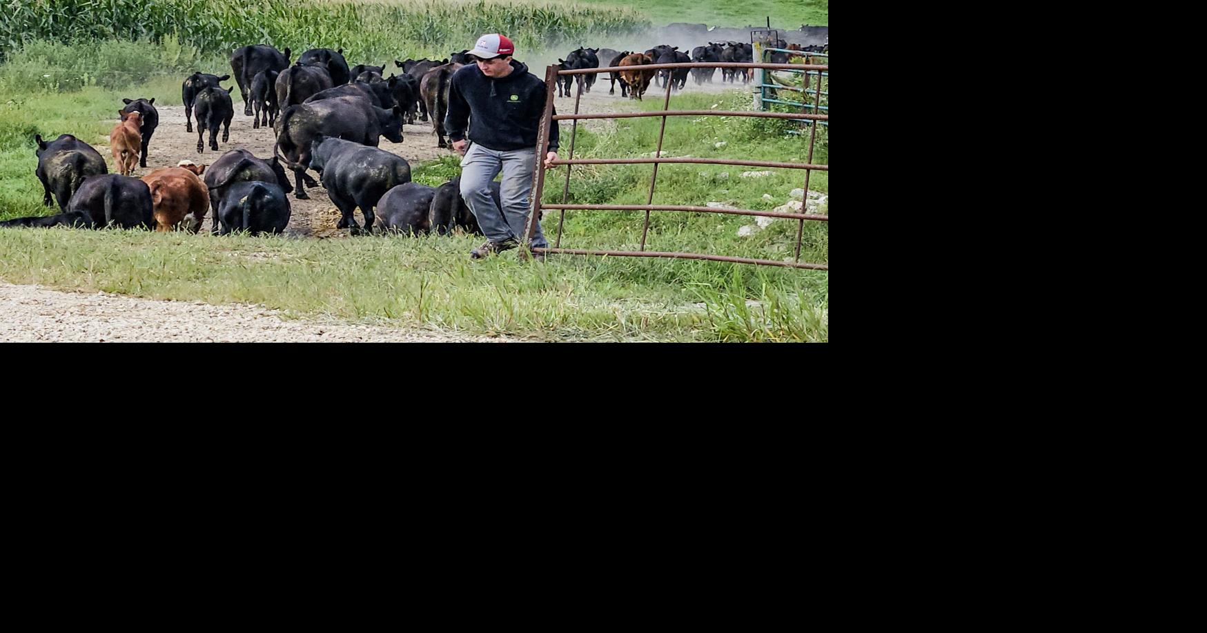 LeeAnne Bulman/For AgriView Kaleb Ellis hleps with movingin the cow/calf herd from pasture to pasture.