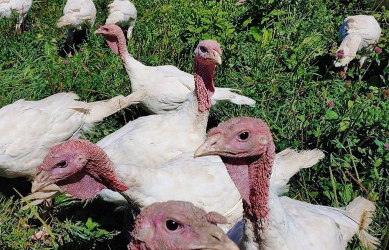 Turkeys on pasture