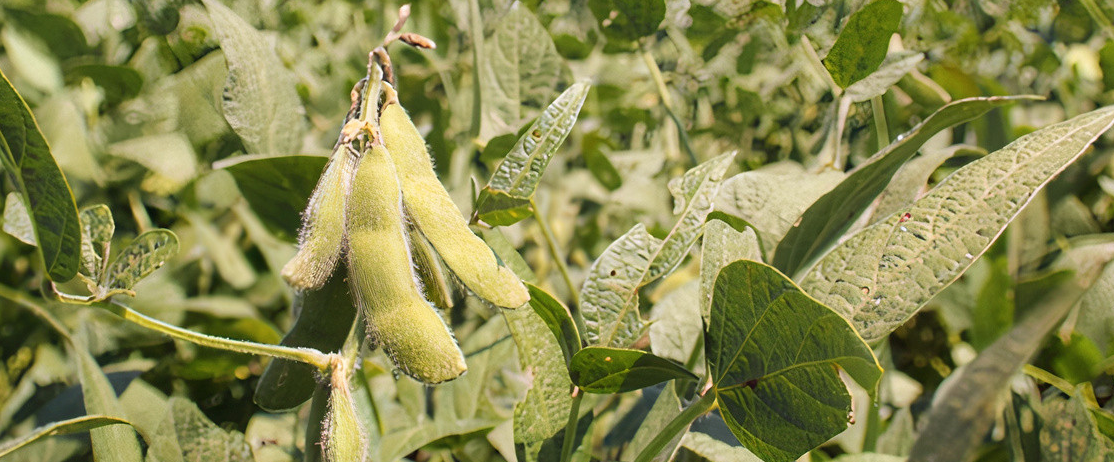 High oleic soybean