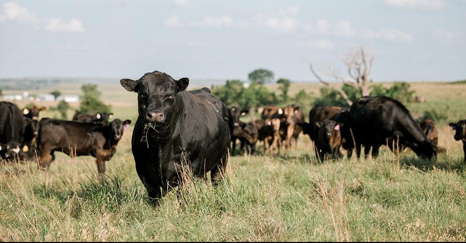 Angus cows