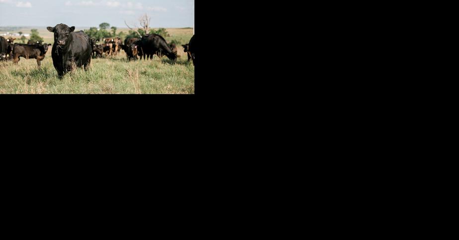Angus cows