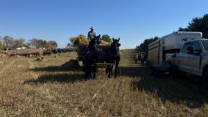 Horse team