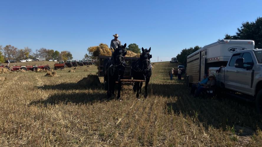 Horse team
