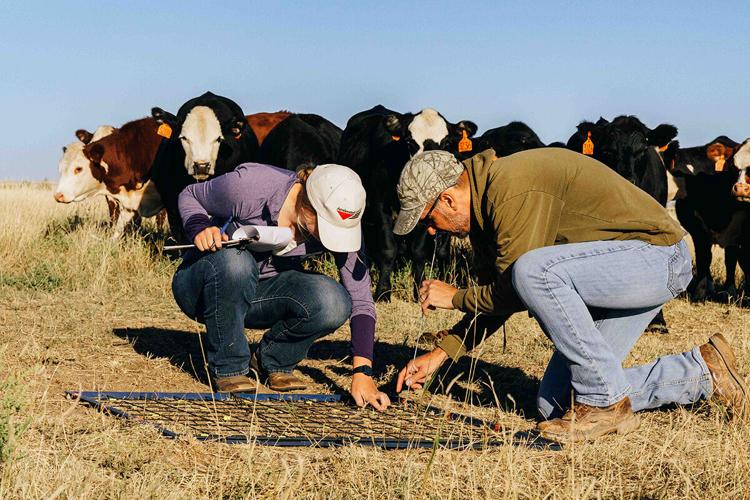 Targeted grazing 7.jpg
