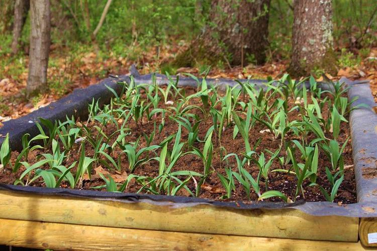 Forest farming