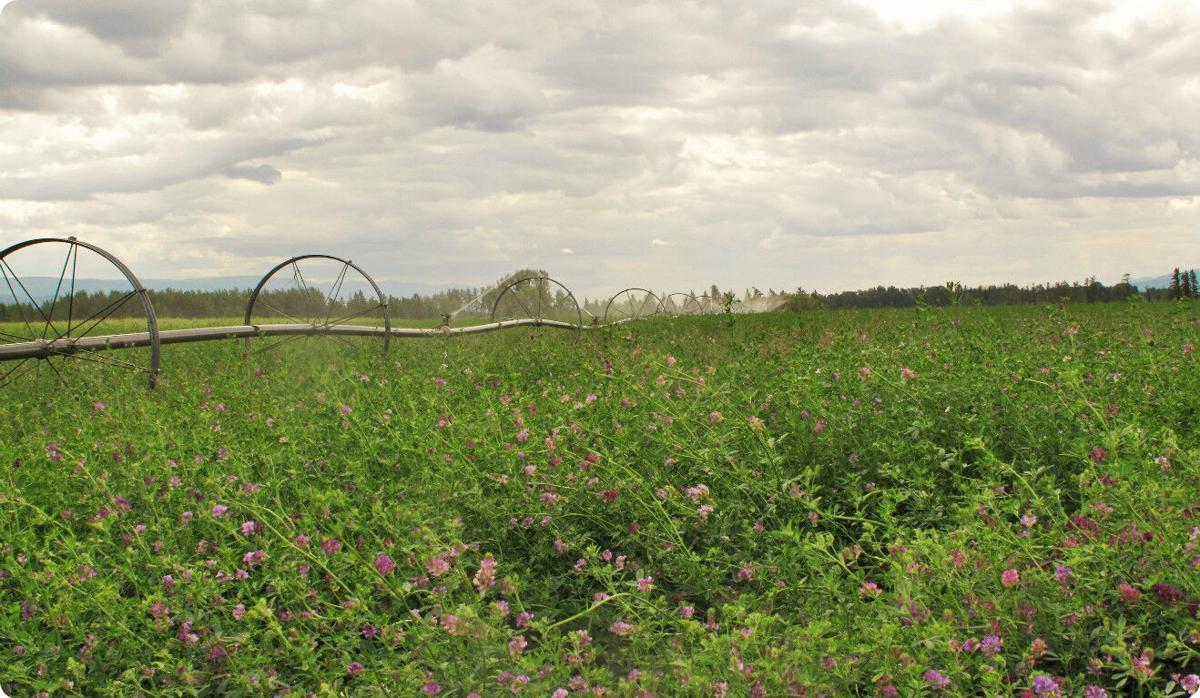 Alfalfa establishment