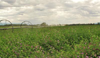 Alfalfa establishment