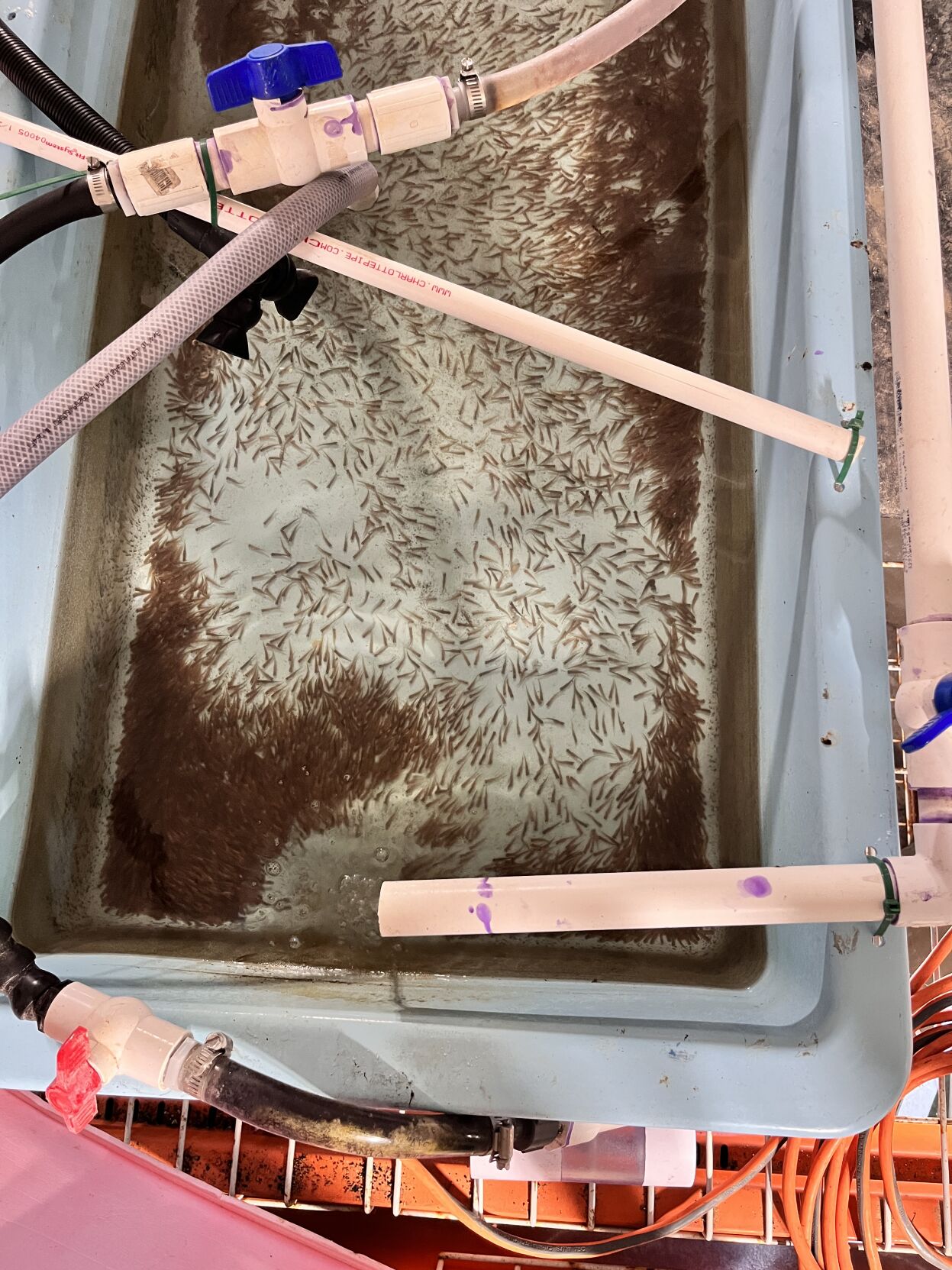 NE Vegetable and Protein 5.JPG