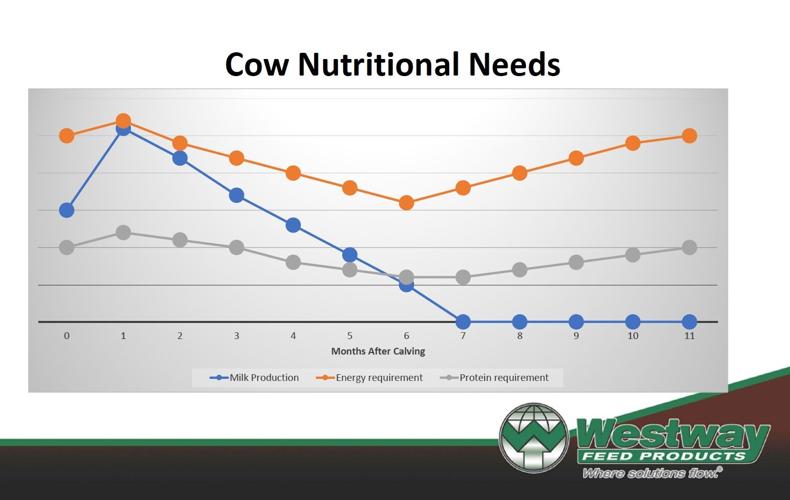 Westway Cow Nutritional Needs