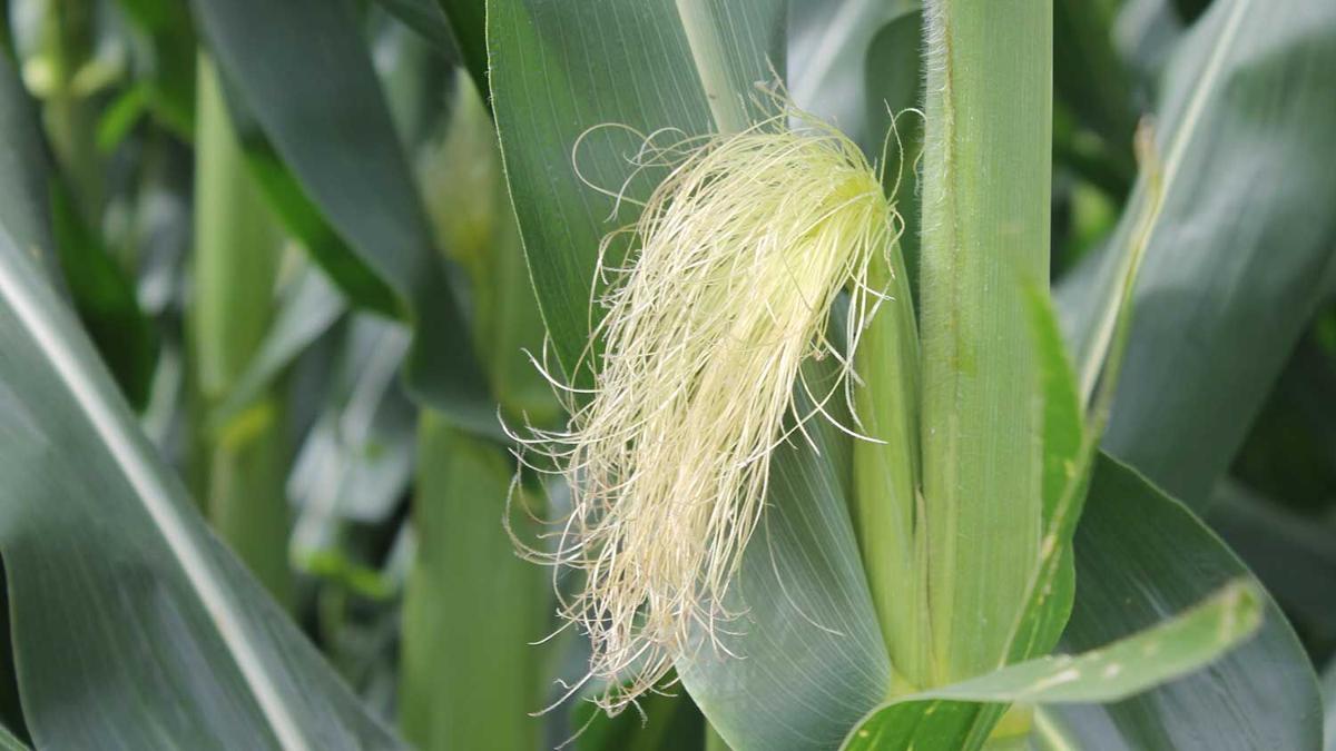 Corn-silking