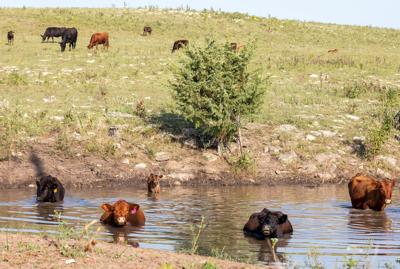 Cattle in water