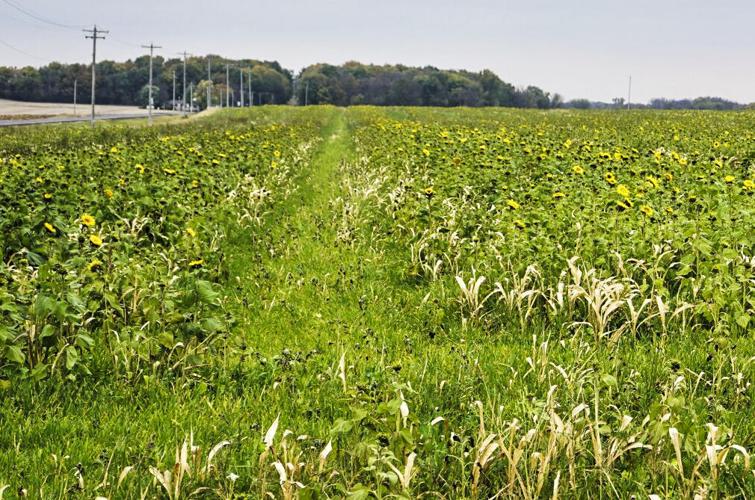 Diverse cover-crop mix
