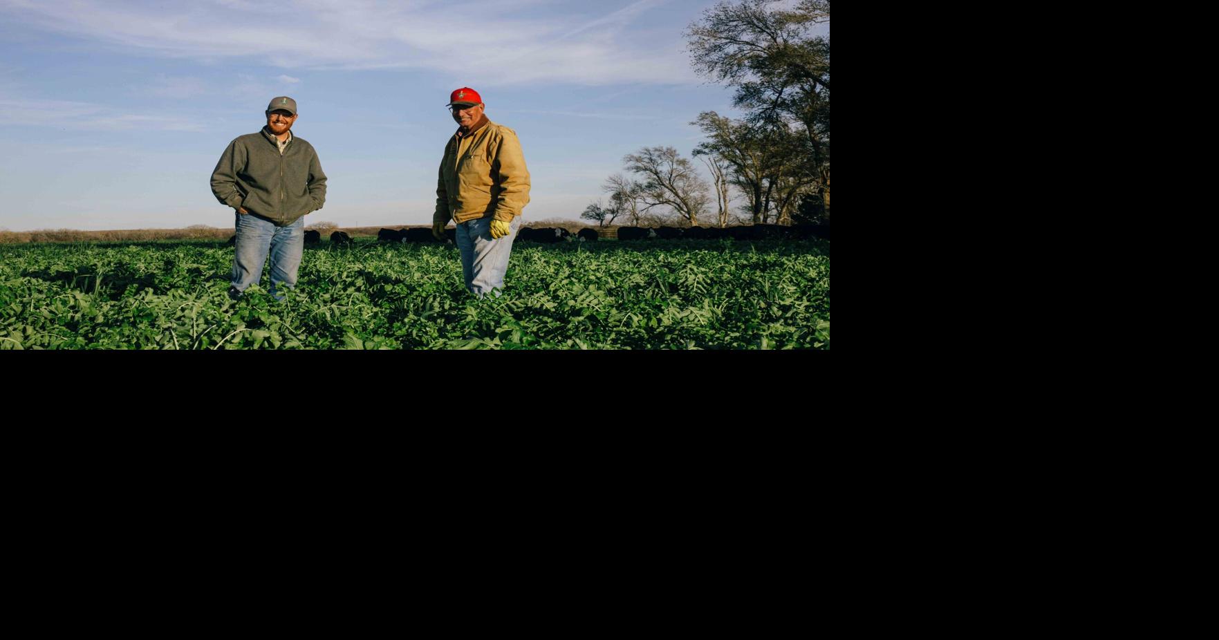 Grazing cover crops PIC 0828ksu