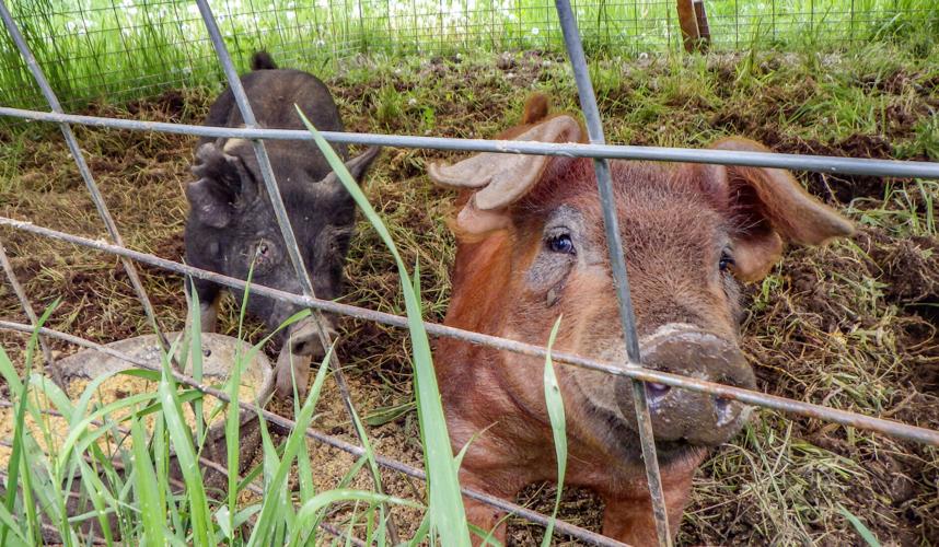 Pigs