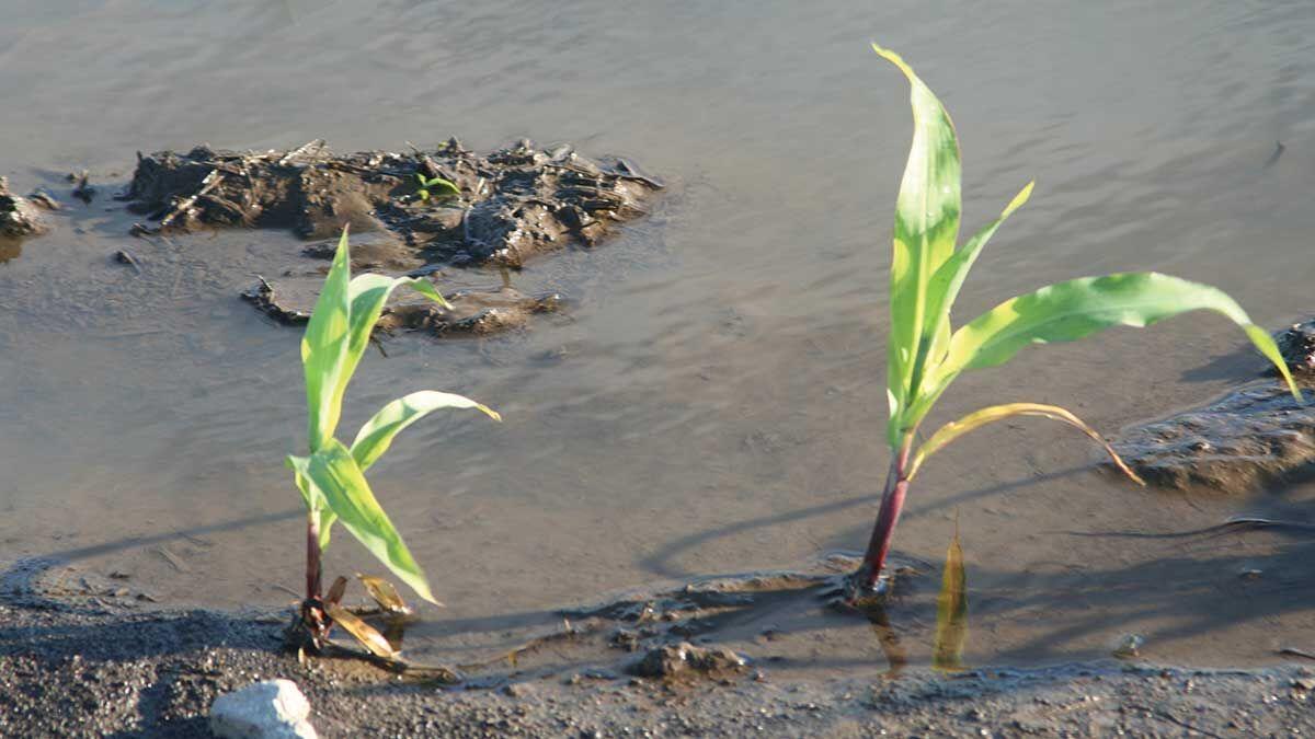 replant corn in standing water