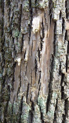Missing bark