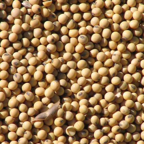Soybean close thumbnail