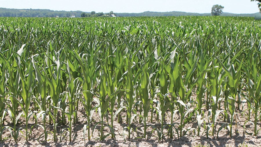 Corn in Missouri field early June