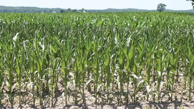 Corn in Missouri field early June