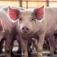 Swine