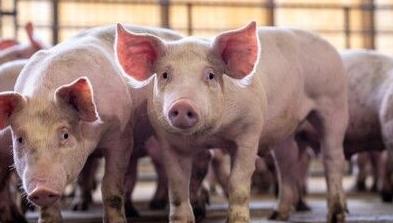 Swine