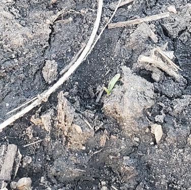 Sugarbeets coming up