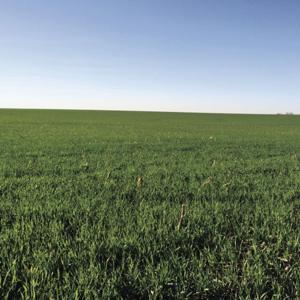 Regenerative agriculture economics: From the ground up